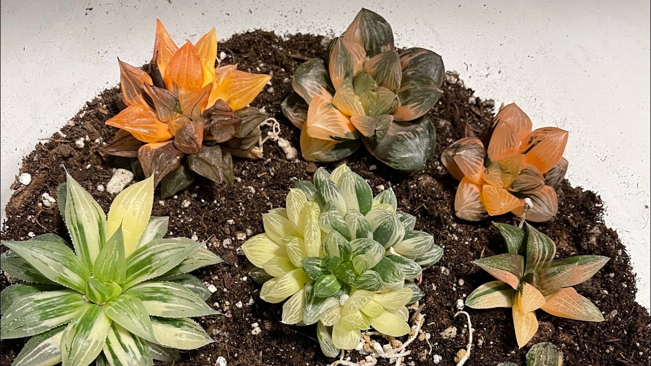 Rare expensive Haworthia unbox: Emelyae, obtuse murasaki, mordor, refusa variegated, emperor 🌵&hearts;️