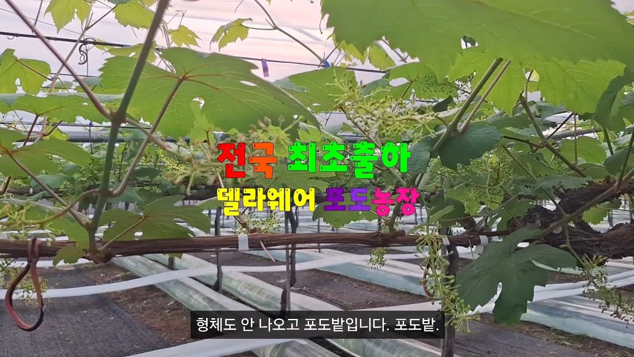 Delaware, Korea's No. 1 grape 대한민국 1등 포도 델라웨어 생산