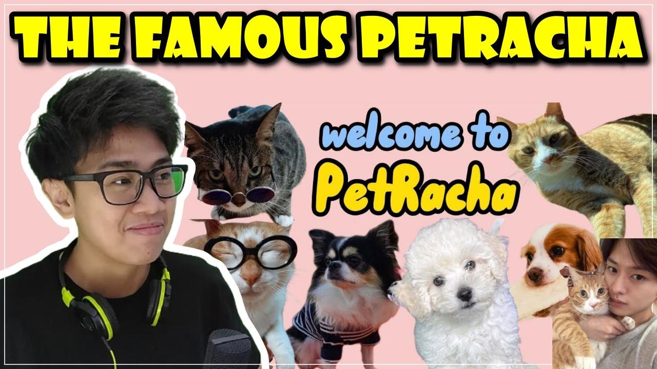 A Guide to (Stray Kids) PetRacha (Kkami, Berry, Bbama, Soonie, Doongie, Dori) Reaction