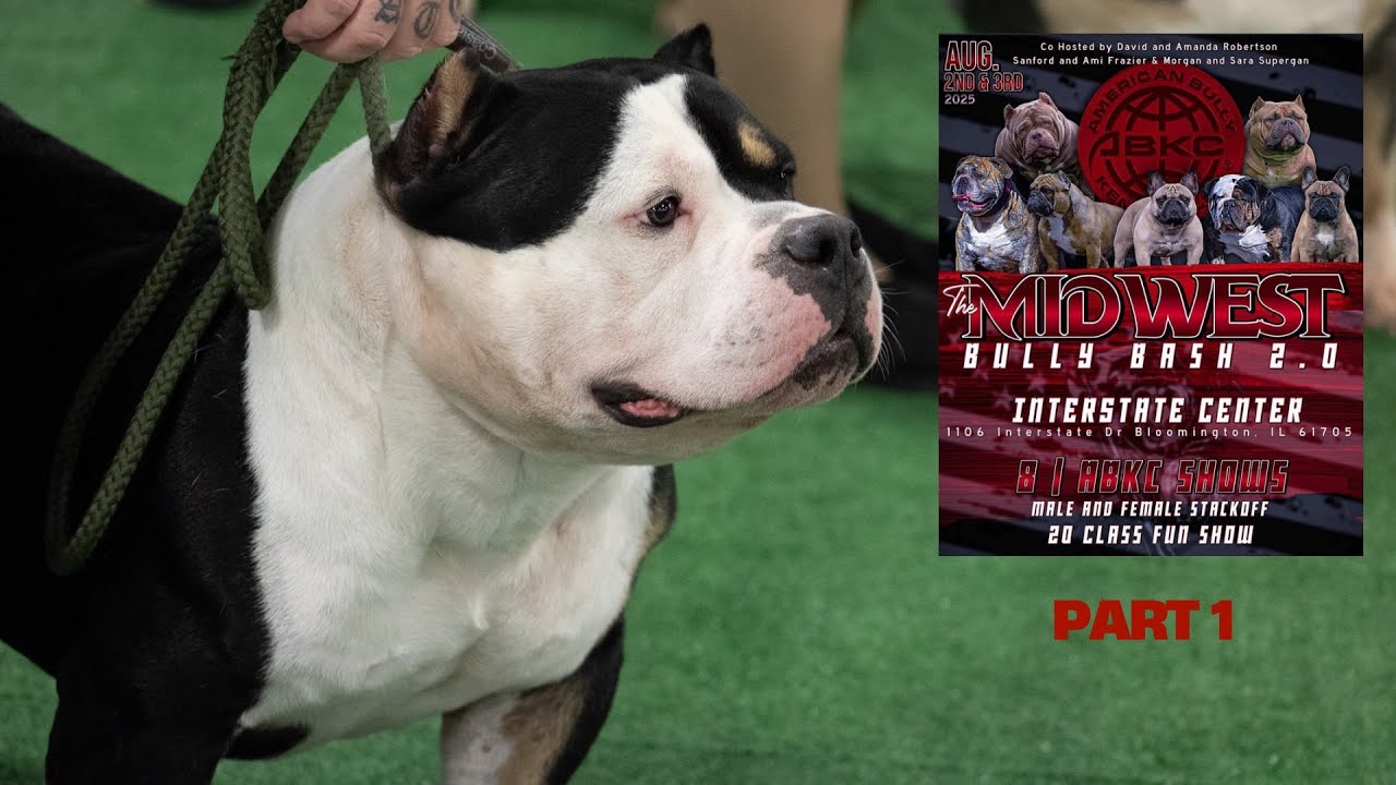 Midwest Bully Bash 2.0 | ABKC Dog Show (Part 1) 