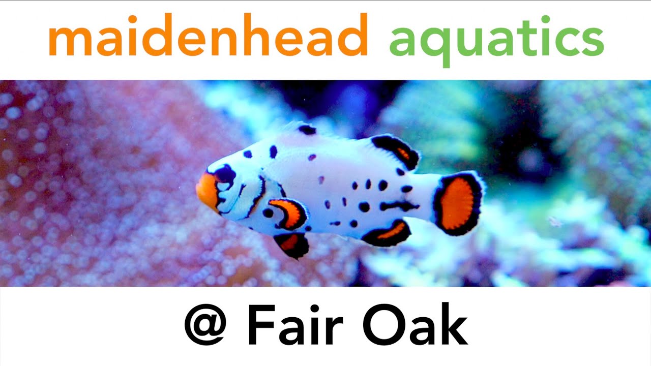 Maidenhead Aquatics @ Fair Oak