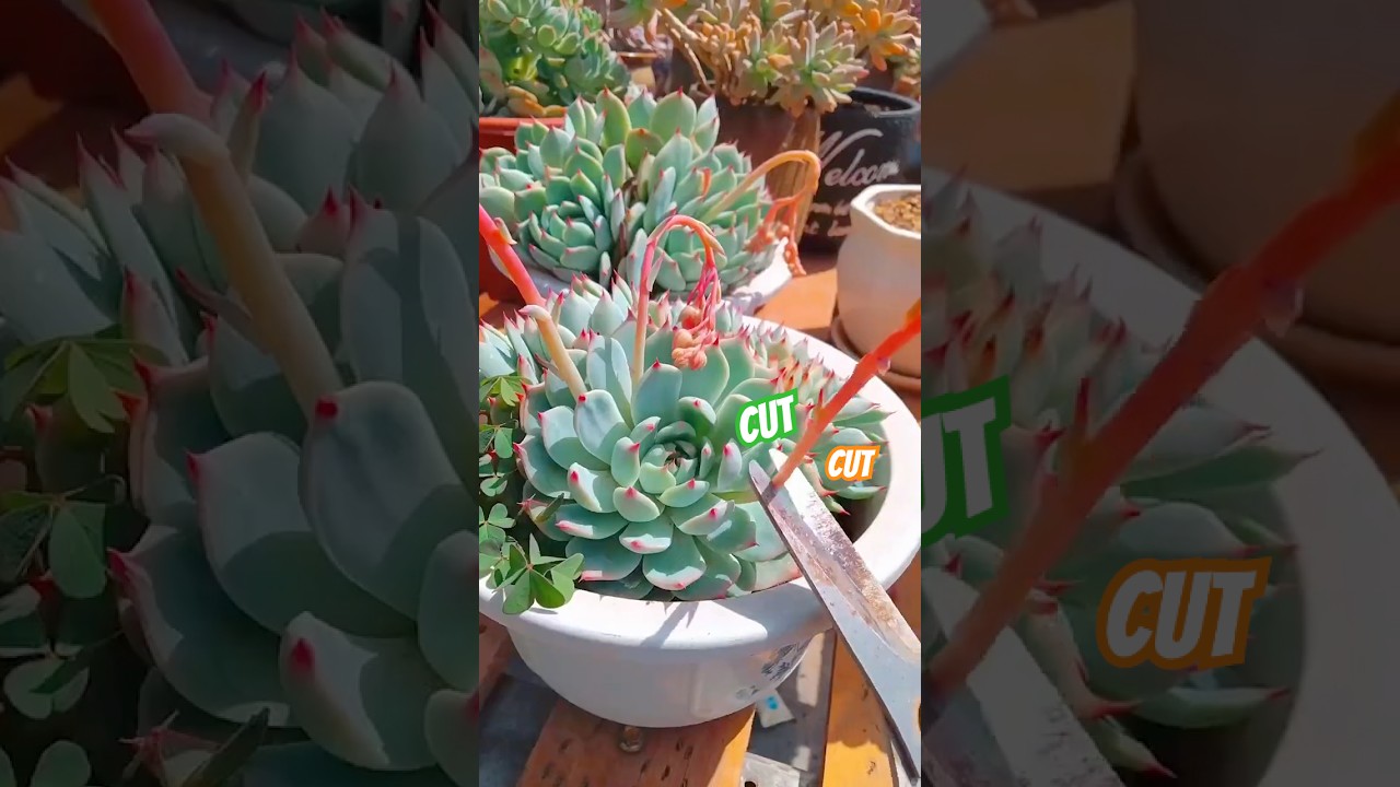 Beginner Succulent Plants: Easy Care Tips to Grow Thriving Succulents | 다육이 | 多肉植物