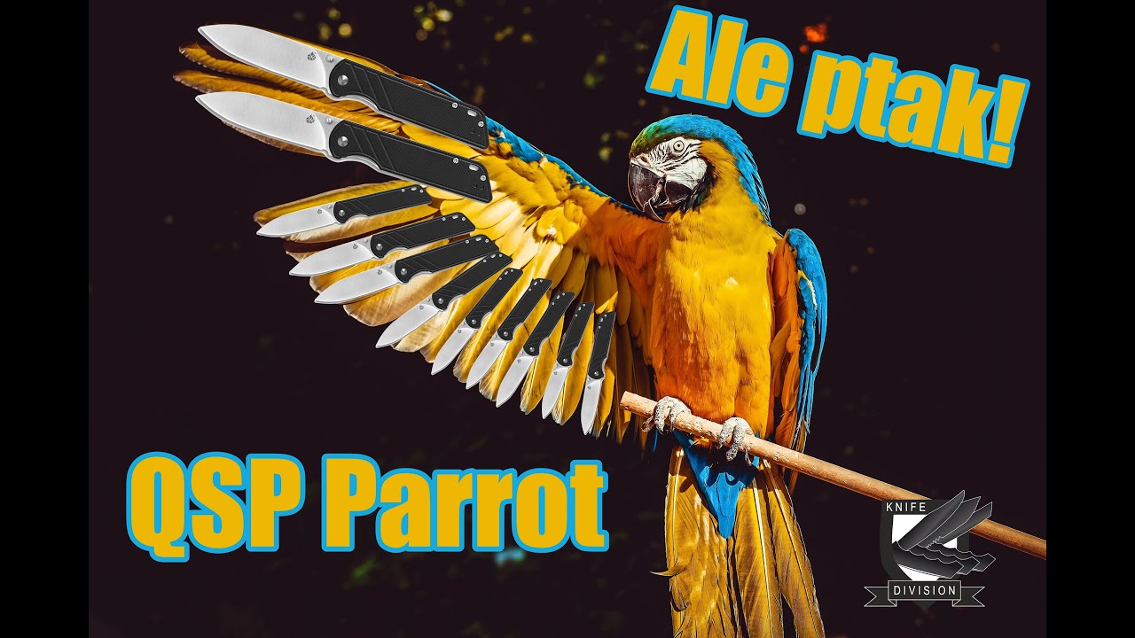 Ale ptak! - QSP Parrot