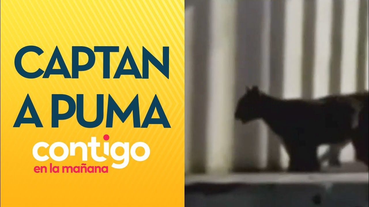 MATÓ A MASCOTAS: Captan a puma suelto por calles de Lo Barnechea - Contigo en la Mañana