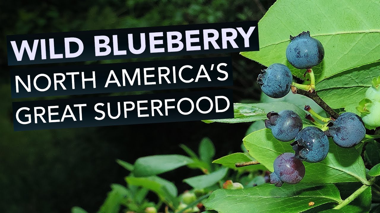 Wild Blueberry — North America's Great Superfood