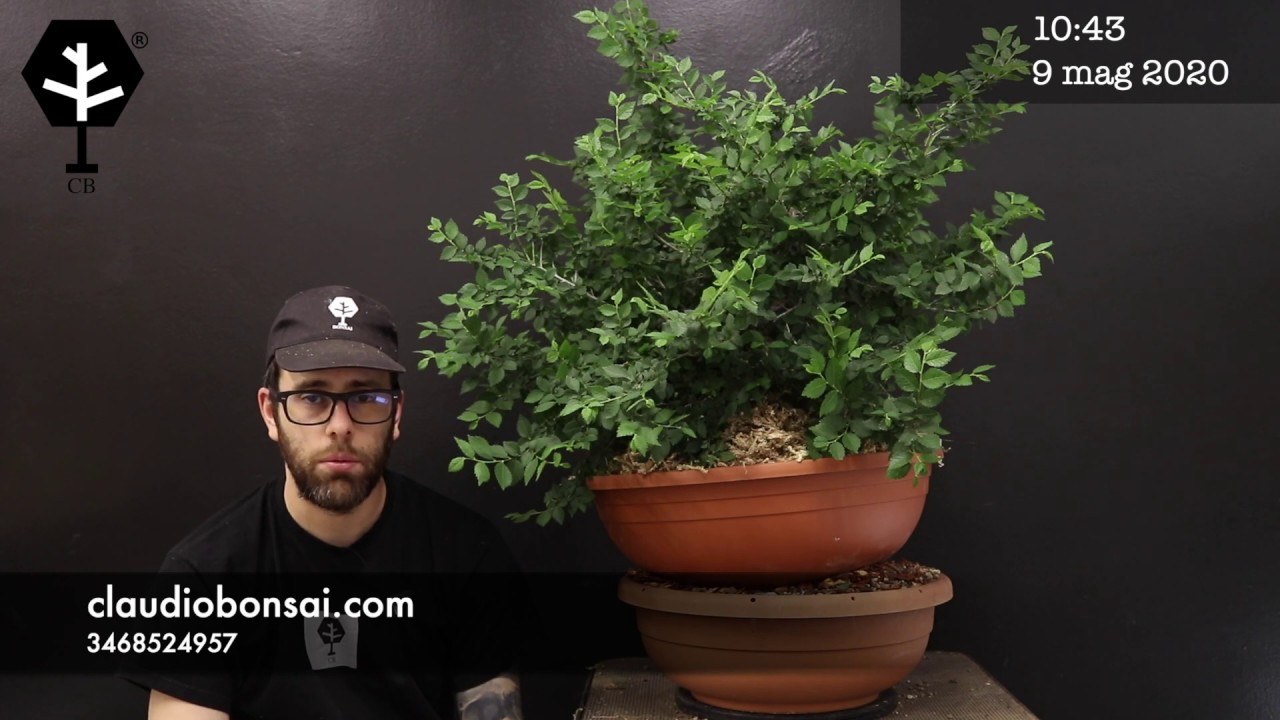 COME FARE UNA MARGOTTA GIGANTE BONSAI