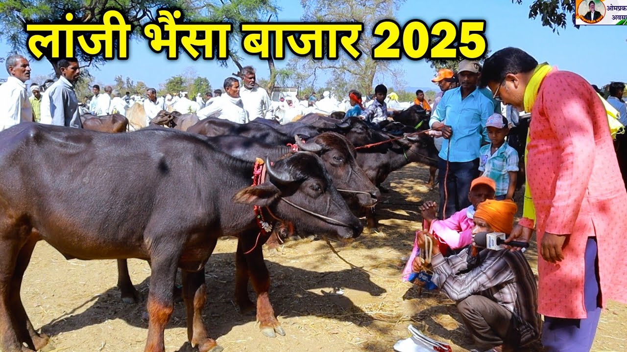 लांजी बकरी बैल भैंसा बाजार 2025। Lanji Bail Bazaaar Balaghat Madhyapradesh 2025।।