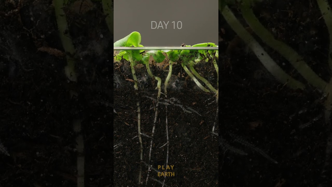 Basil growing timelapse