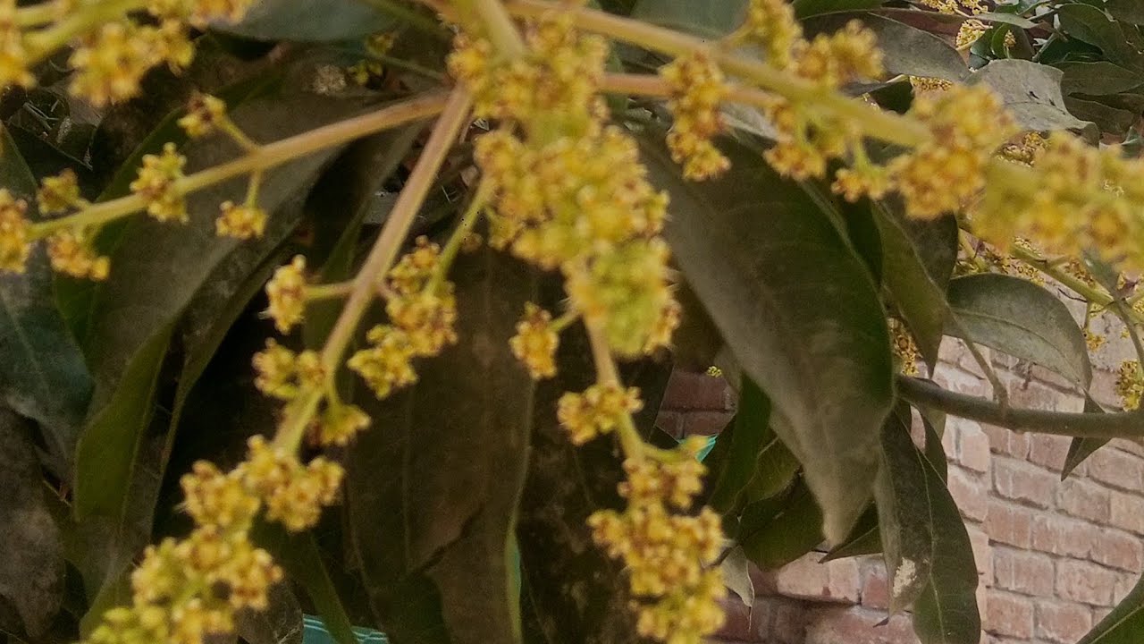 শেকড় থেকে শিখরে।