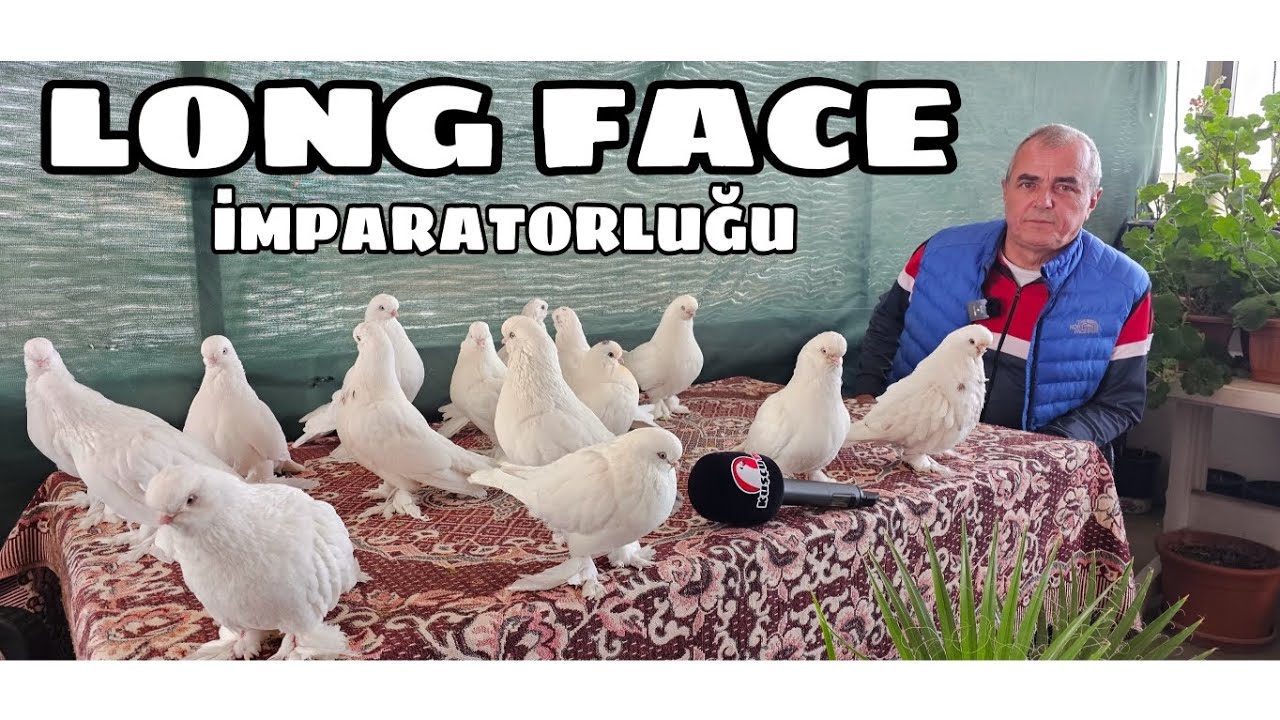 LONGFACE YETİŞTİRİCİSİ GÜNAY İMAMOĞLU KÜMESLERİ