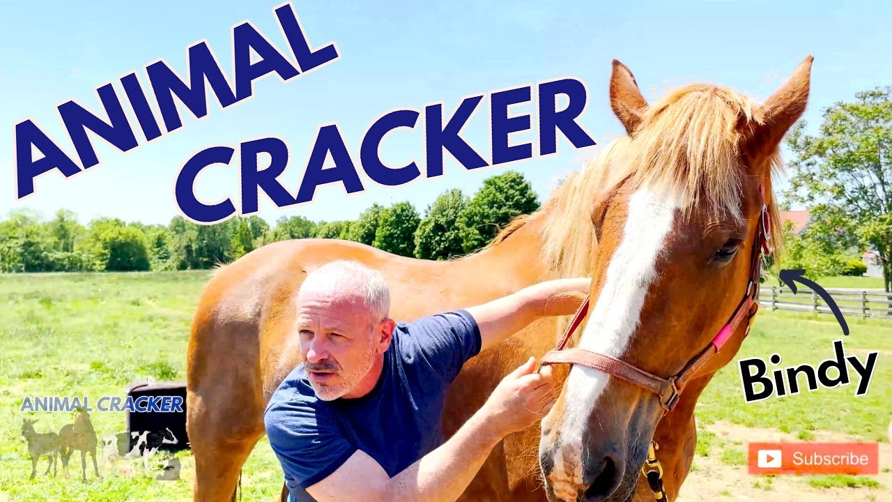 BELGIAN DRAFT HORSE RESCUE ~ BASE NARROW gets CHIRO ADJUSTMENT!