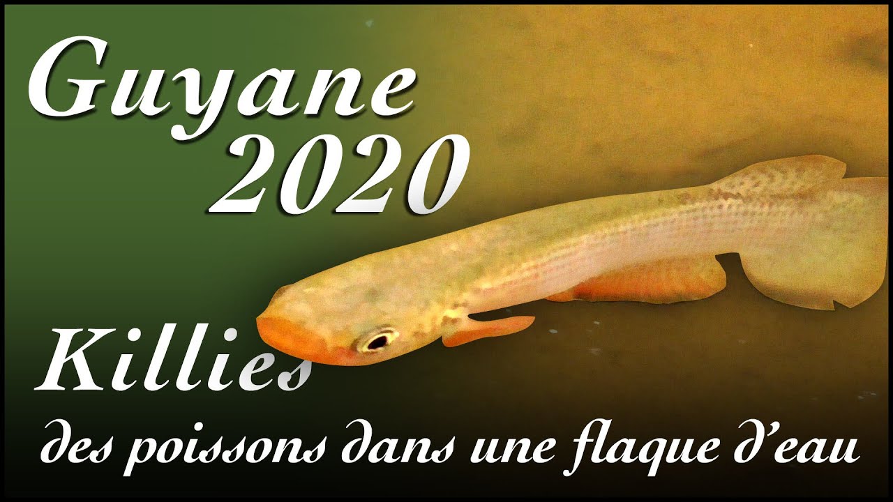 Killies en Guyane - Killifish in Guyana