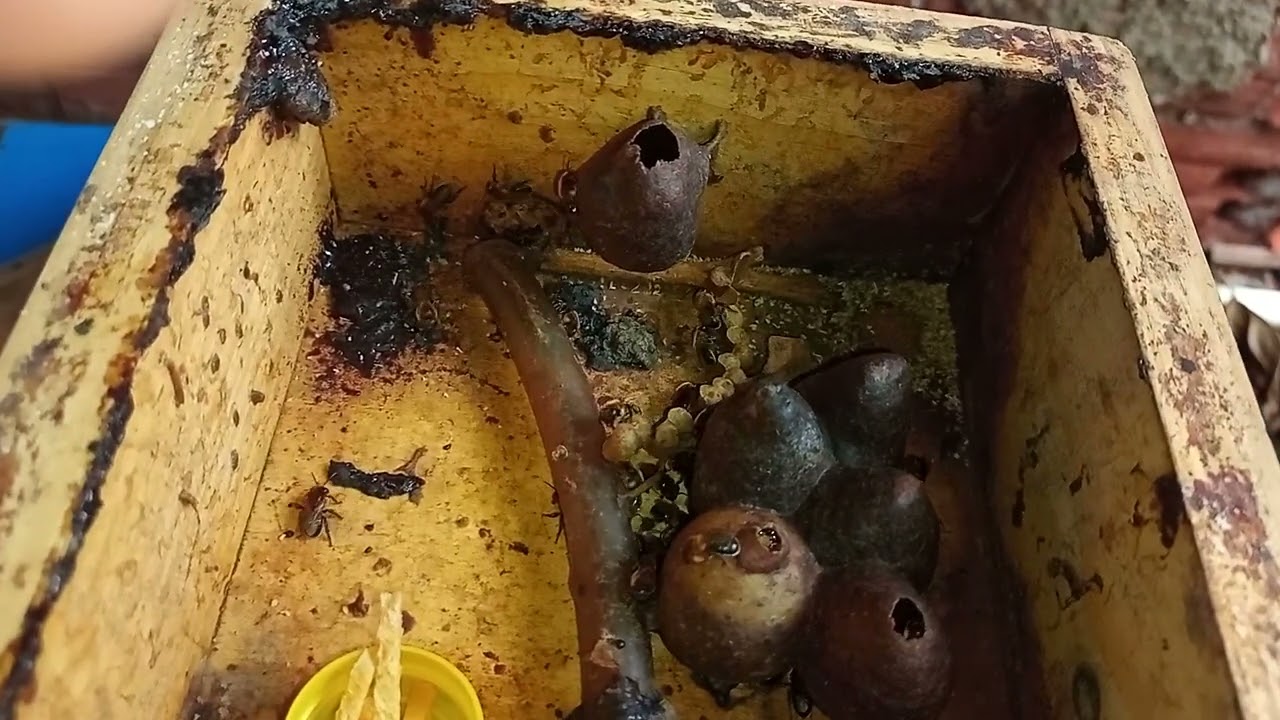 01 vídeo do passo a passo de como fazer mini colônia de abelha Jandaíra