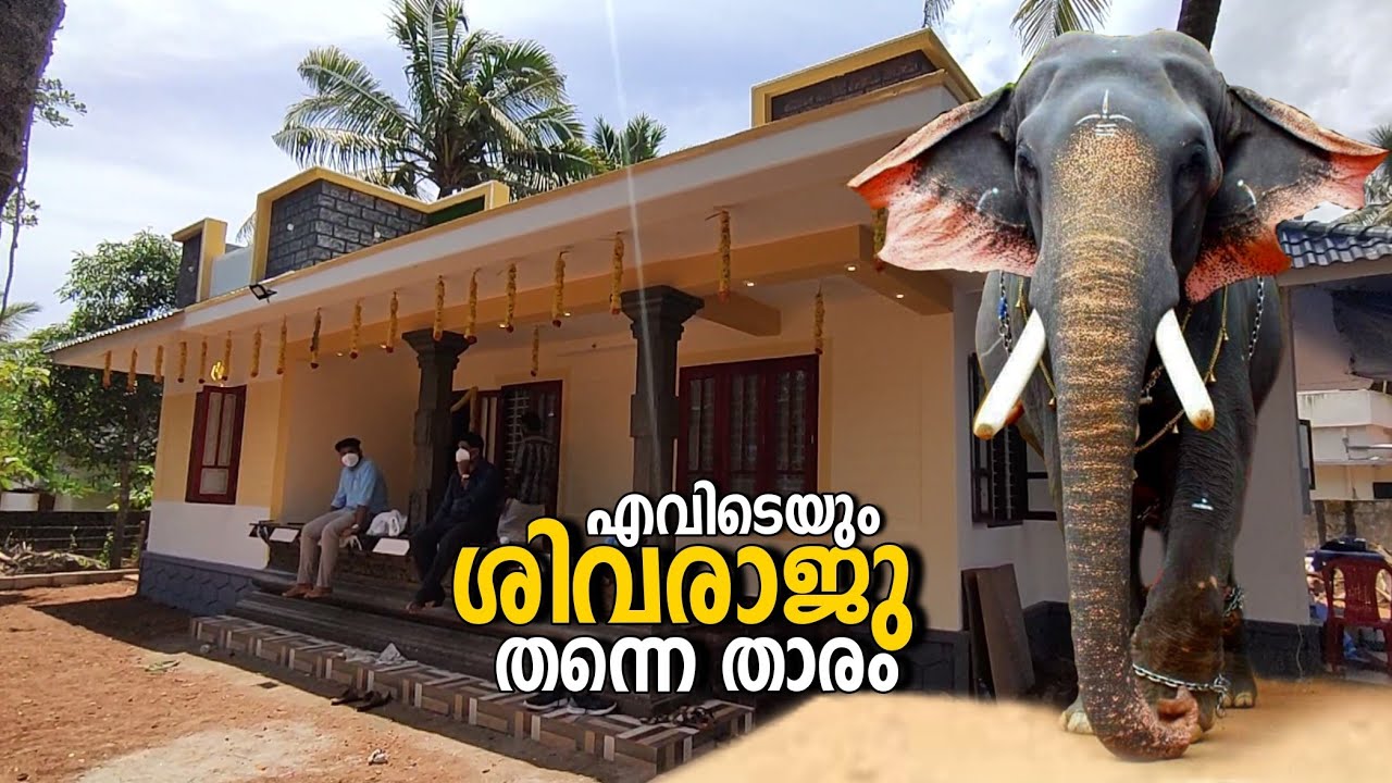 പാലുകാച്ച് വീട്ടിൽ താരമായി ശിവരാജു | Thrikkadavoor Sivaraju Kerala Elephant at Front Door Design