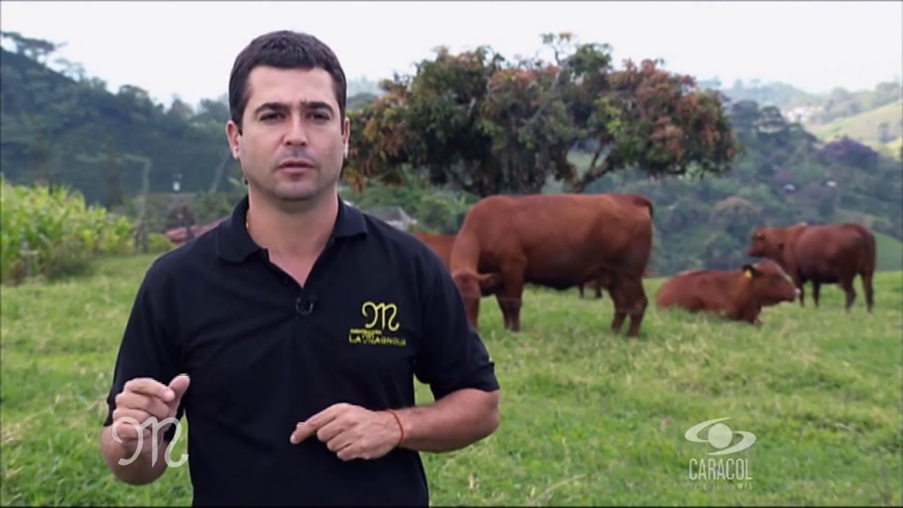 Raza Senepol- Características principales de la raza - Agropecuaria la Magnolia