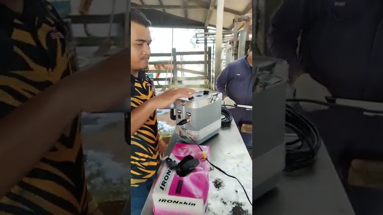 Electro ejaculation in Bull.