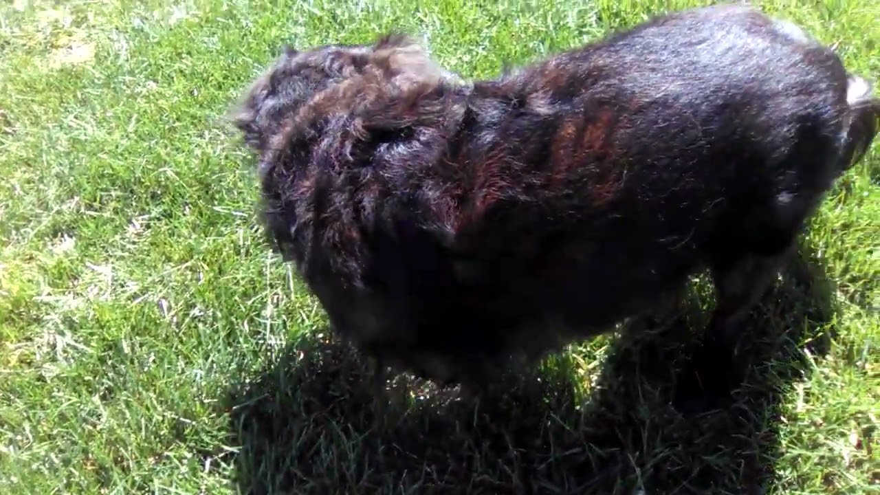 VID 20170404 143047 mp4