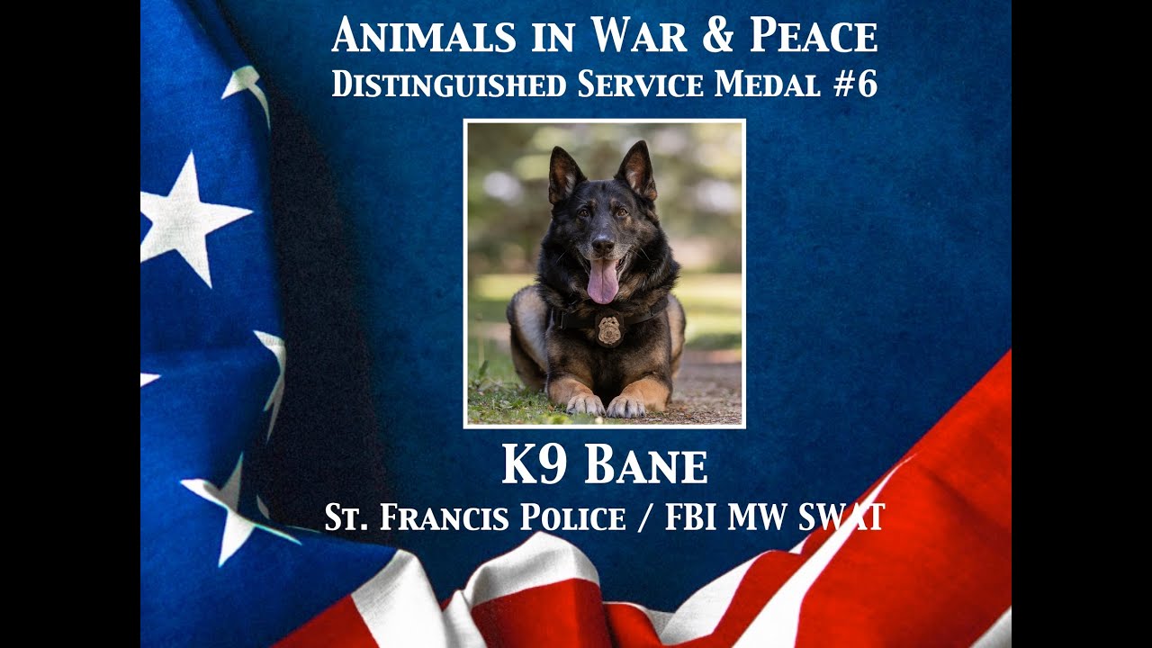K9 Bane -  Animals in War & Peace Distinguished Service Medal #6 (2024)