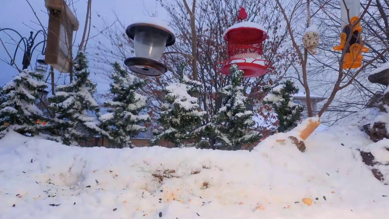 🔴LIVE 4K Winter Garden Bird Feeder | BlueJays, Squirrels, Doves and Sparrows | Cat TV