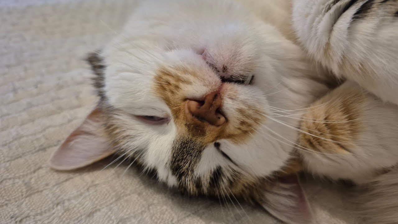 ПЕКИНСКАЯ УТКА ФАРШИРОВАННАЯ ГРЕЧКОЙ С КУРИНОЙ ПЕЧЕНЬЮ.