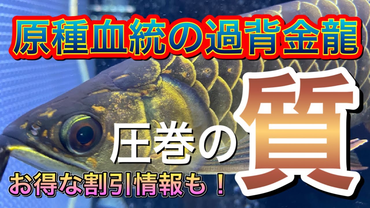 【動画内に割引情報掲載】原種血統の過背金龍ブランドTGA取扱店！京都にできた新しいアロワナ専門店「West Japan AROWANA」を弾丸で撮影してきた！