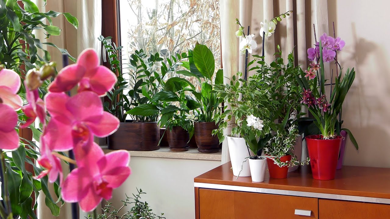 Gdzie najlepiej postawić kwiaty i rośliny doniczkowe w mieszkaniu?