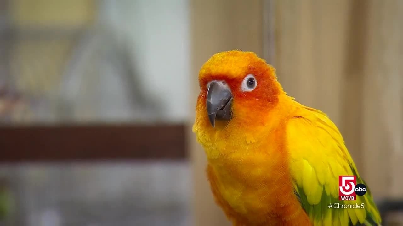 This parrot sanctuary in Rhode Island is a labor of love