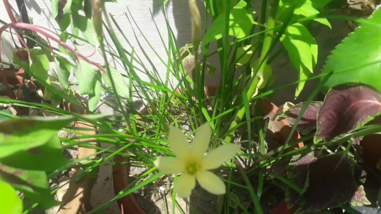 Rain Lilly blooming in my garden [ Garden Desires]
