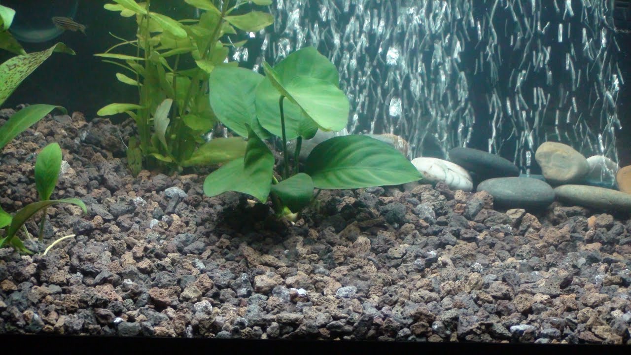 Acuario con grava volcanica