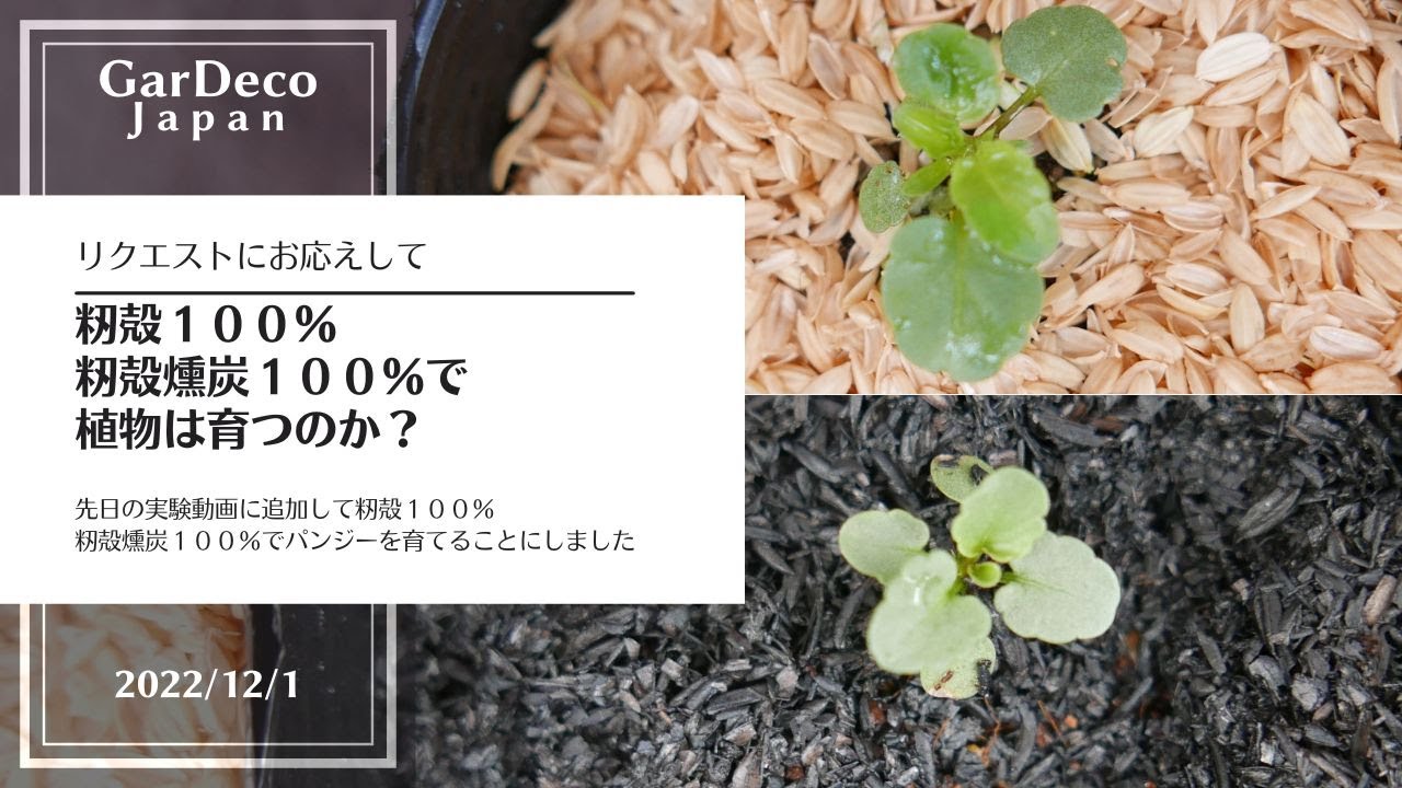 【リクエストにお応えして】籾殻１００％、籾殻燻炭１００％で植物は育つのか？【急遽追加】