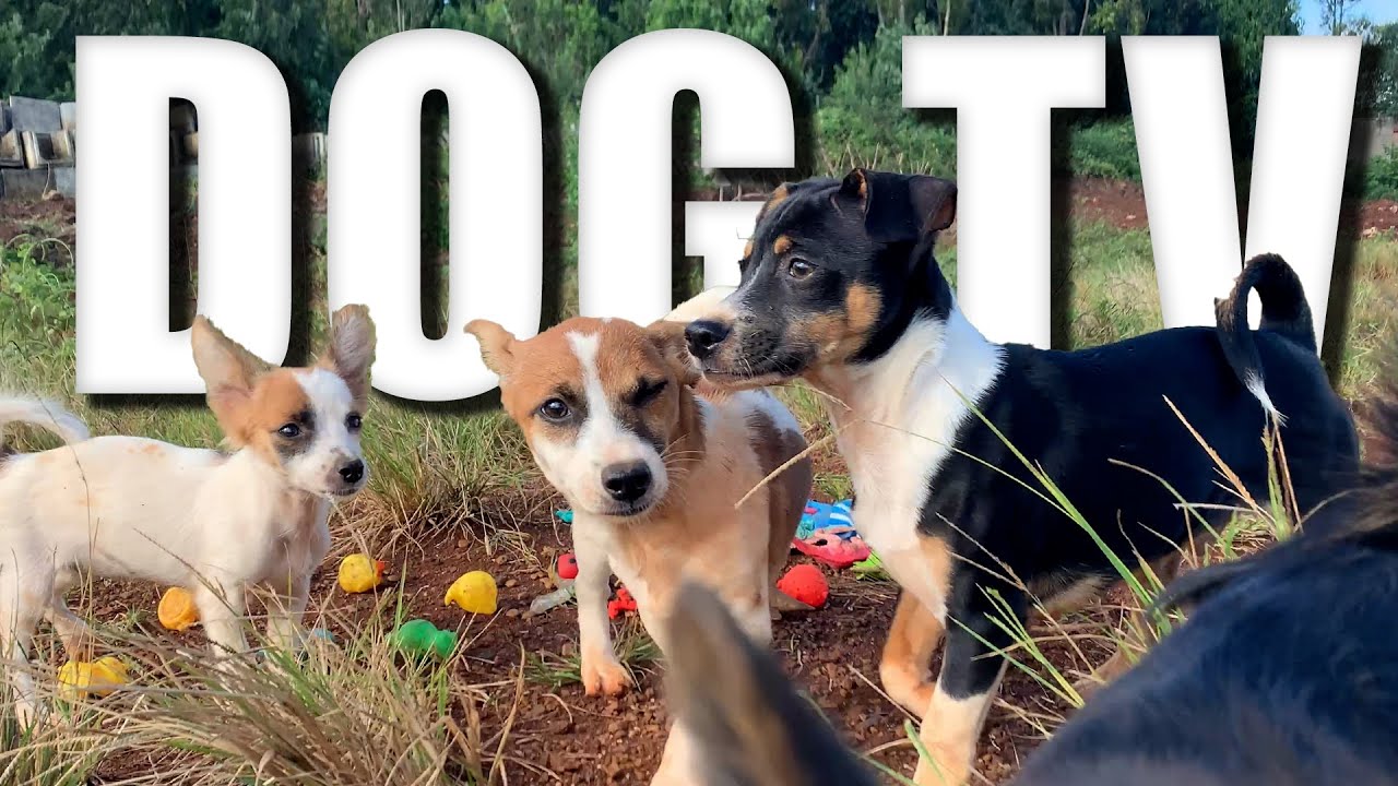 Entertaining Doggy Daycare TV - Dog TV for Dogs 🐶  Relaxing Dog Music & Anti Anxiety Dogs Home Alone