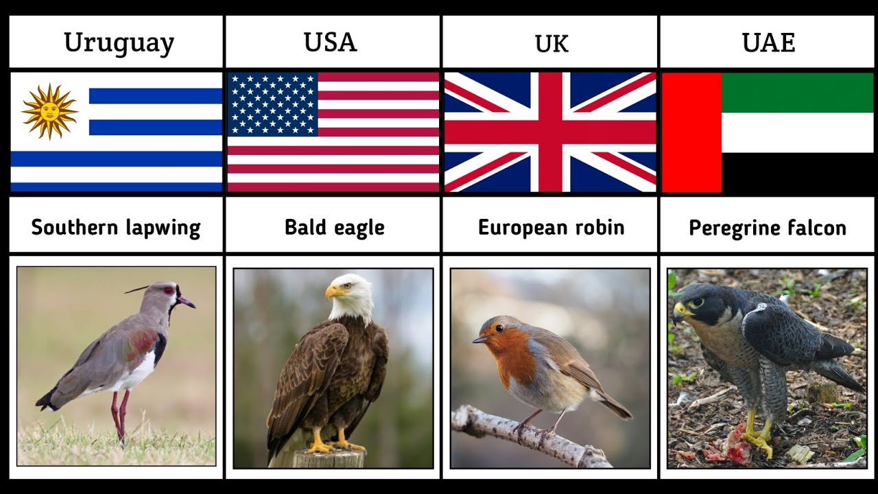 National Birds From Different Countries || pt2 || Pure Data Compare