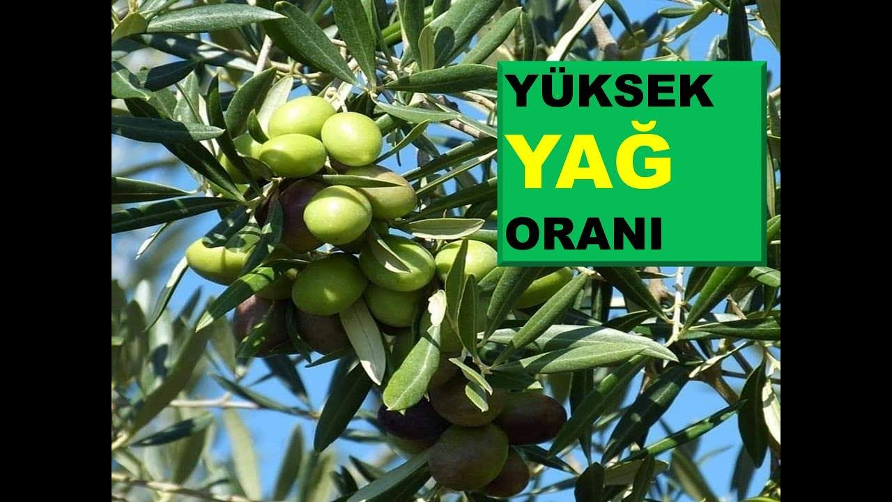 Zeytinde Yağ Oranını Arttırmak İçin Dikkat Edilmesi Gereken Hususlar