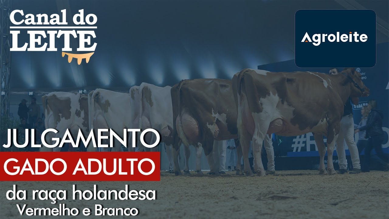 Agroleite 2023 - Julgamento do Gado Adulto da Raça Holandesa Vermelho e Branco