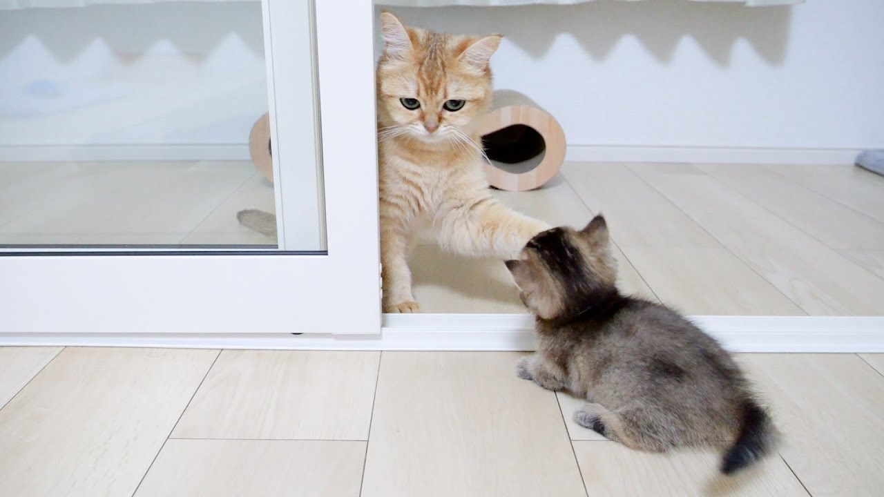 The daughter cat is too tomboy, so the mother cat can't handle it