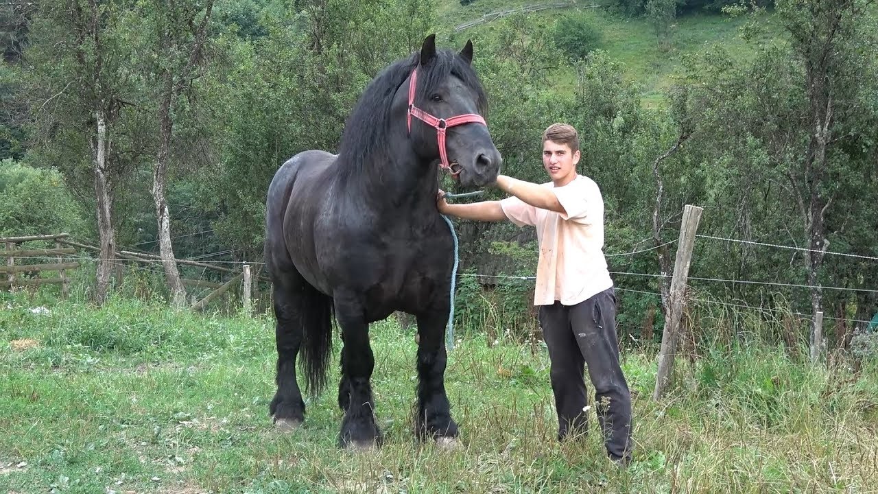 Caii lui Bexa Daniel de la Ciuruleasa, Alba - 2019 Nou!!!