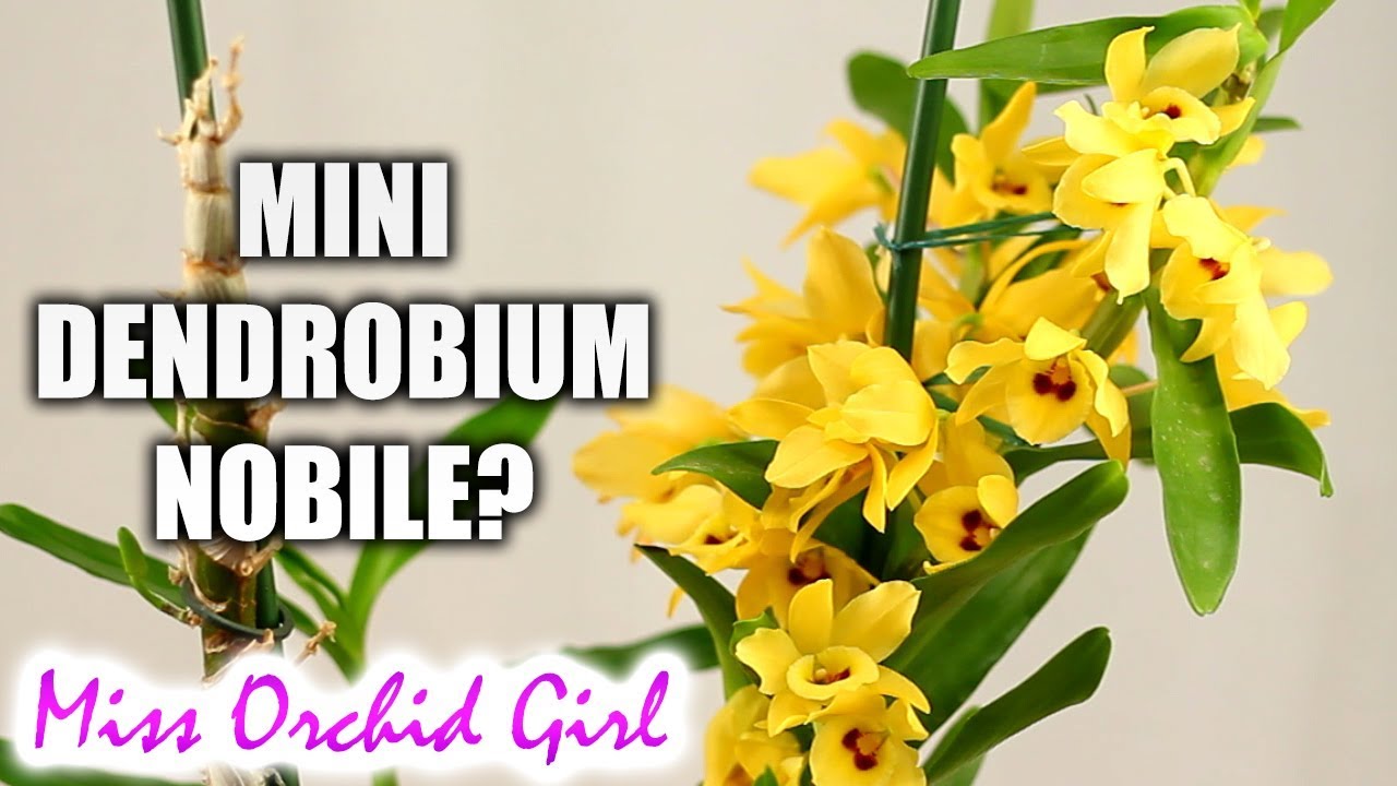 Seedling Dendrobium Nobiles sold as miniatures? - More on mini Orchids