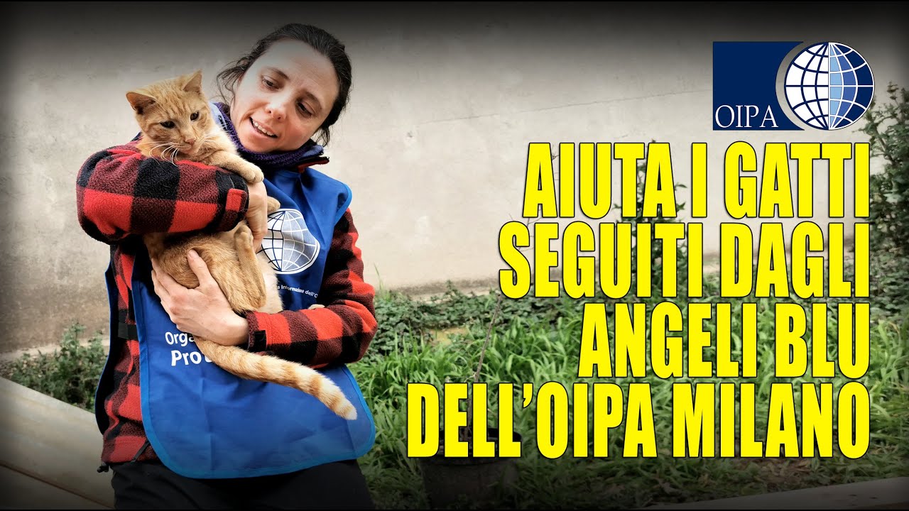 SERVE AIUTO PER I GATTI DI COLONIA ACCUDITI DAI VOLONTARI DELL&rsquo;OIPA DI MILANO