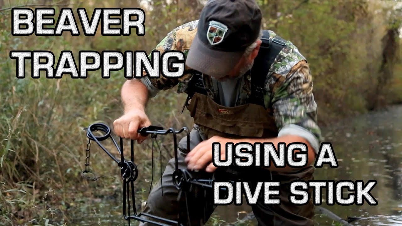 Beaver Trapping | Using a Dive Stick | James Hinds