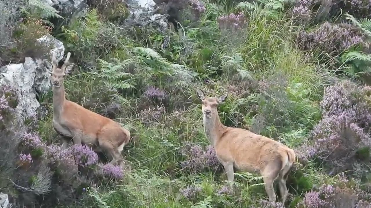 🦌 Red Deer Stag and Does Watching Us On The Boat | Isle of Rona Wildlife