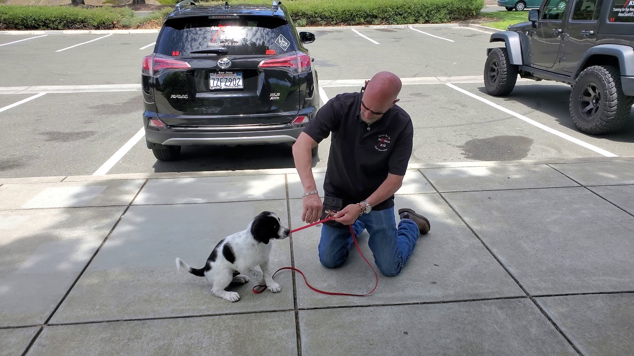 Teaching Puppy Leash Pressure - NexGen K9 Training