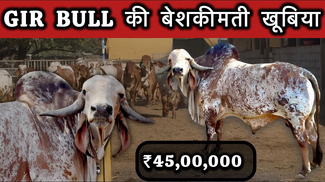 गिर नस्ल का सबसे सुन्दर व महँगा नंदी 👍 दूध वाली बछड़ी तैयार हो चुकी है @farminggeographylive 