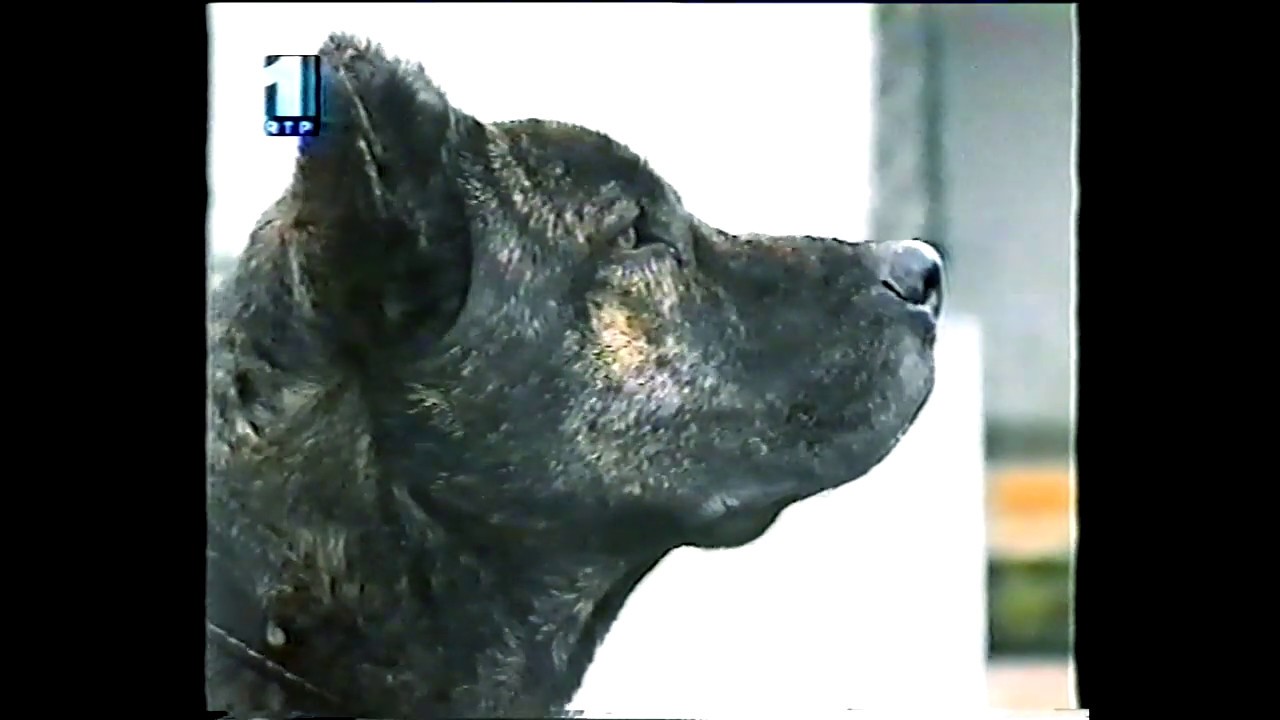 Clube do Cão de Fila de São Miguel - Episódio 1