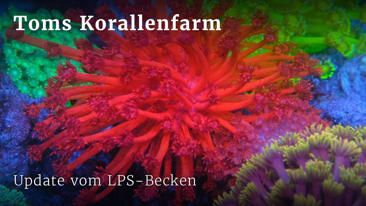 Update vom 1500l LPS-Korallenaquarium