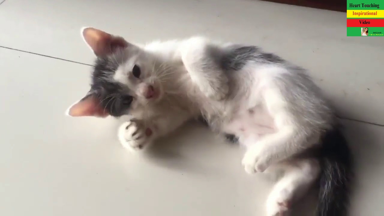 Oh My God ! so Many Children of a Cat - Emotional Animal Video