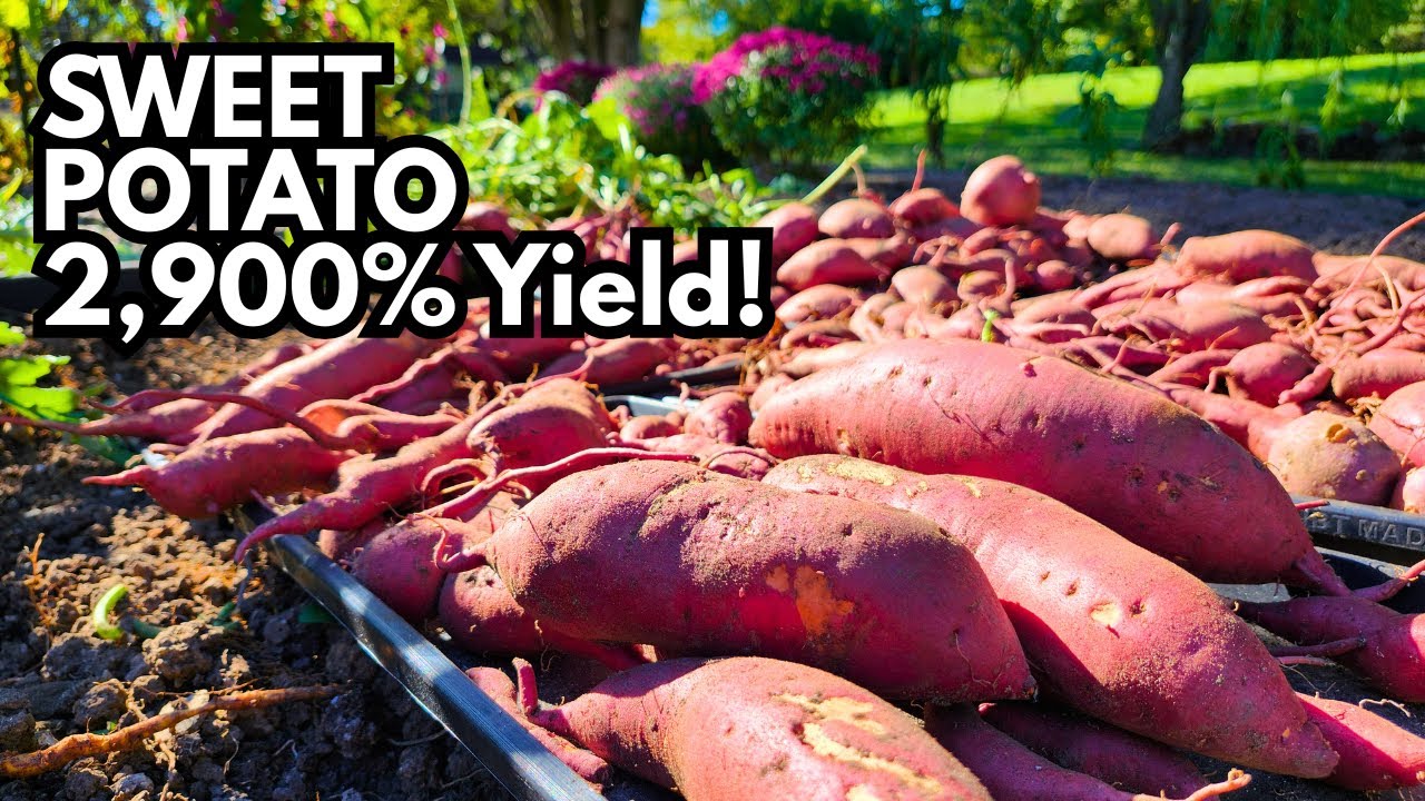 From 2 lb to 58 lb of SWEET POTATOES, no farm! #growingindependence #sweetpotato #selfsufficiency