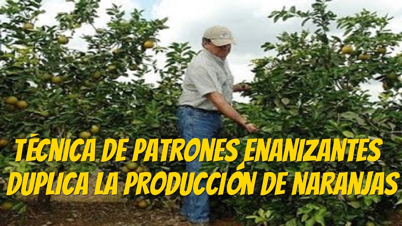 Técnica de patrones enanizantes para duplicar la producción de naranjas