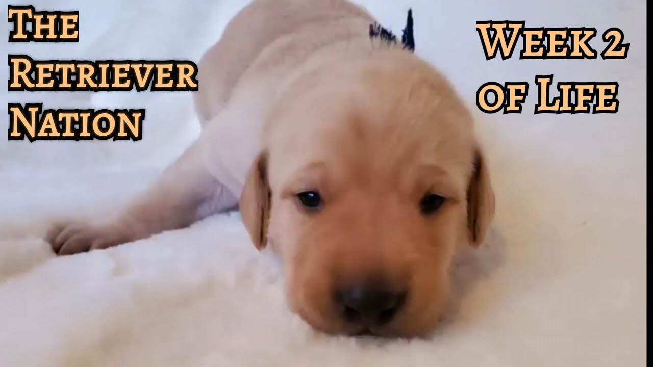Puppies Week 2: Eyes Open, Tripled Growth & Getting on All Fours | Jasmine’s Journey