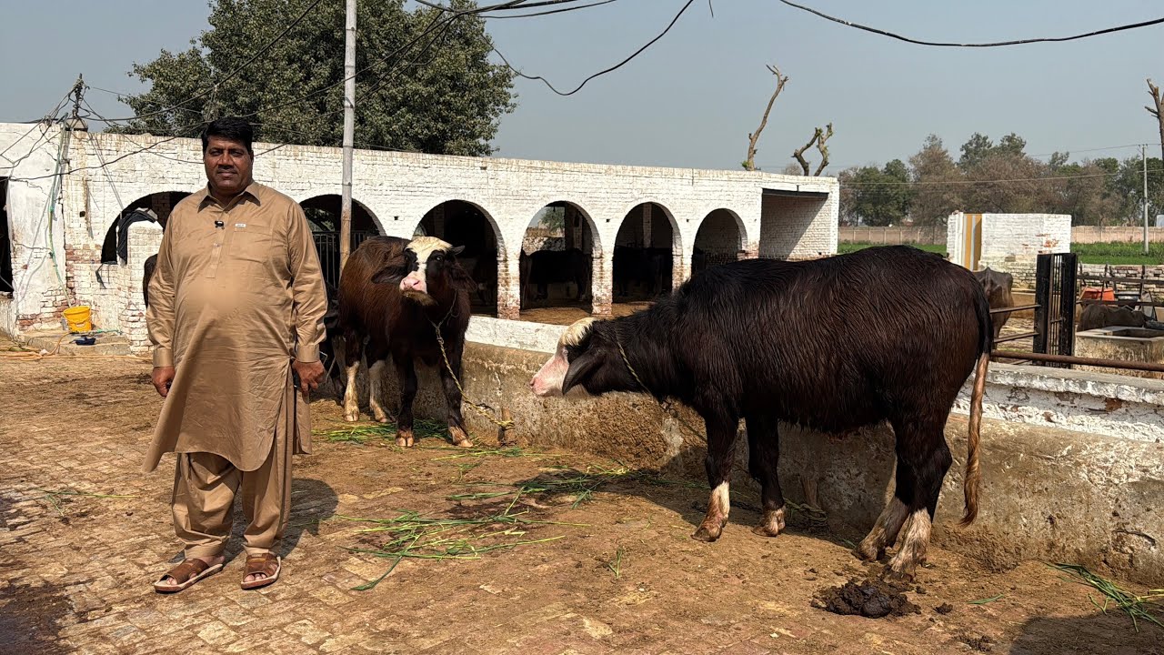 High Milking Nili Ravi Buffaloes Farm || Ch liaqat Jutt  || Buffalo Farming In Pakistan 