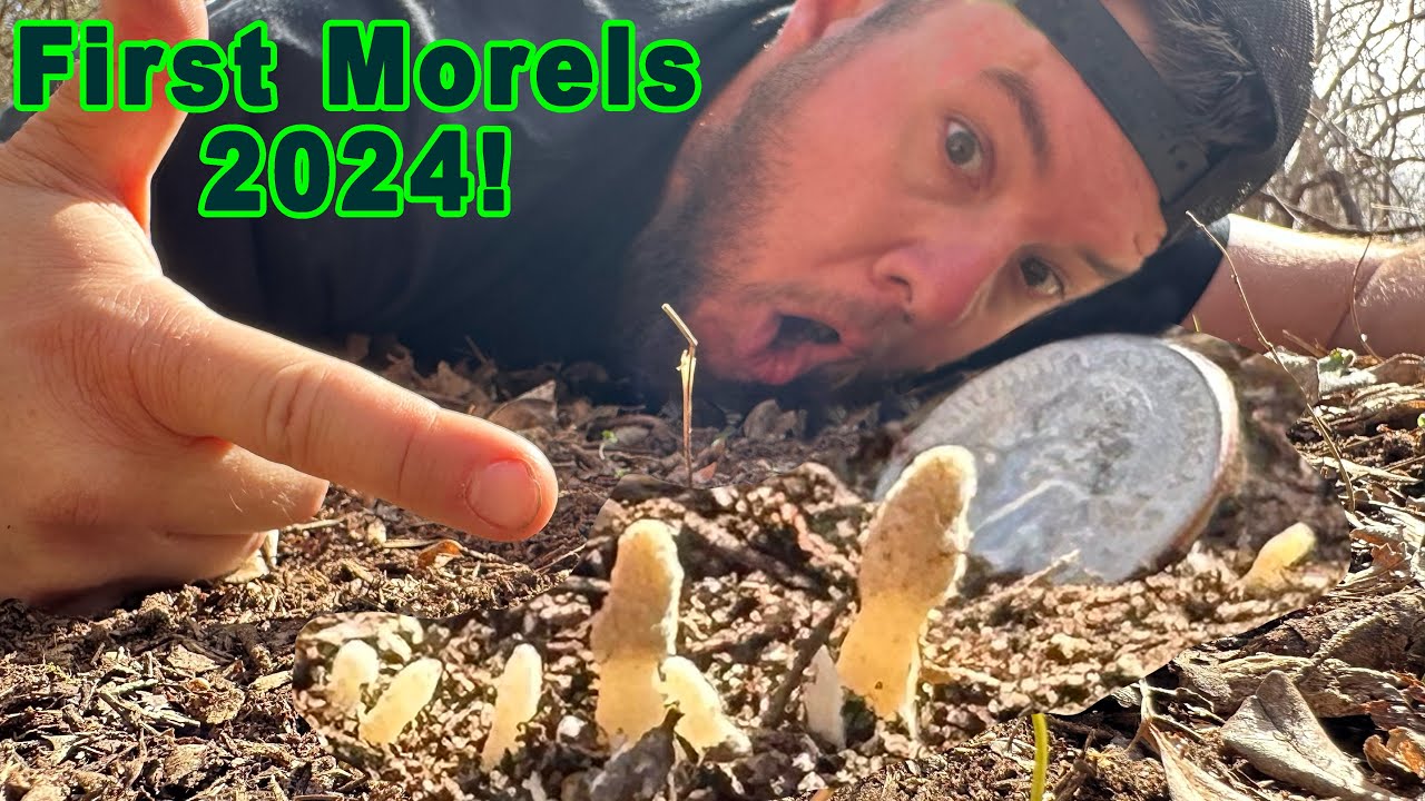 Morel Mushroom Hunting! First Hunt of 2024! How to find the Early Bloomers! #morels #mushrooms